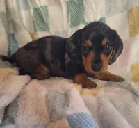 milo, a male Miniature Dachshund for sale in Haines City, FL – Photo 2 of 3