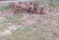 Dexter, a male Miniature Dachshund for sale in Haines City, FL – 2 of 3