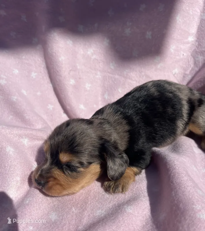 Autumn  – Dachshund, Miniature Dachshund puppy for sale in Haines City, FL