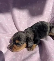 Autumn , a female Dachshund and Miniature Dachshund for sale in Haines City, FL – 1 of 2