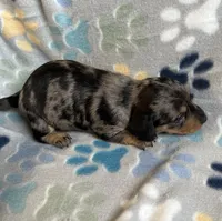 Luna, a female Miniature Dachshund for sale in Haines City, FL – 2 of 3