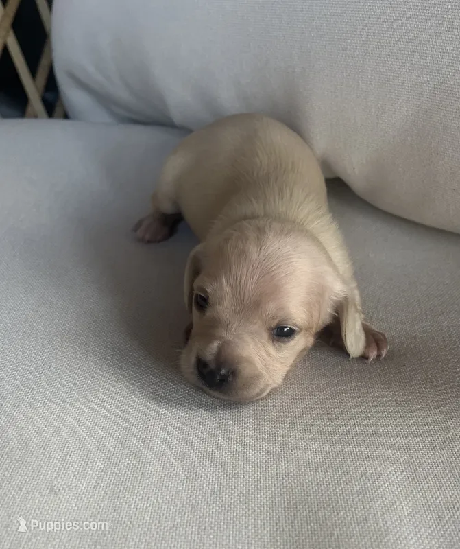 Hocus pocus  – Miniature Dachshund puppy for sale in Haines City, FL