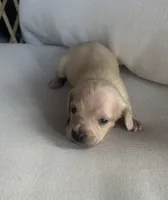 Hocus pocus , a female Miniature Dachshund for sale in Haines City, FL – 1 of 3