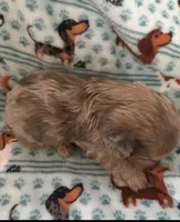 Dexter, a male Miniature Dachshund for sale in Haines City, FL – 2 of 2