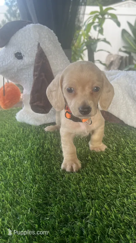 Jack – Miniature Dachshund puppy for sale in Haines City, FL