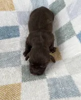 Autumn , a female Miniature Dachshund for sale in Haines City, FL – 2 of 2