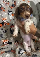 Dexter , a male Miniature Dachshund for sale in Haines City, FL – 2 of 3