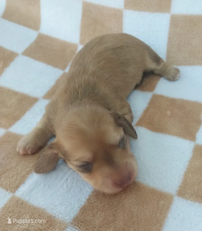 Mila – Miniature Dachshund puppy for sale in Haines City, FL