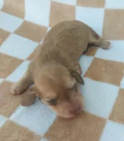 Mila, a female Miniature Dachshund for sale in Haines City, FL – 1 of 4