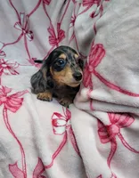 Black and cream dapple, a male Miniature Dachshund for sale in Haines City, FL – Photo 3 of 3