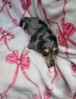 Black and cream dapple, a male Miniature Dachshund for sale in Haines City, FL – Photo 2 of 3
