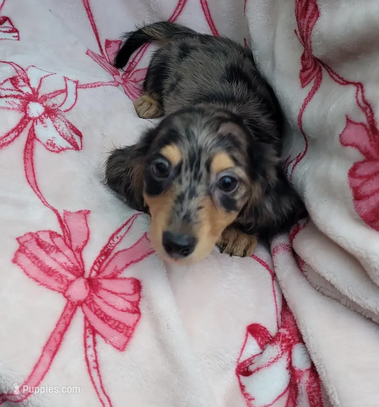 Black and cream dapple