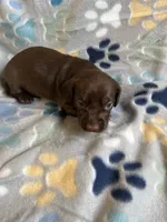 Autumn, a female Dachshund for sale in Haines City, FL – 4 of 5