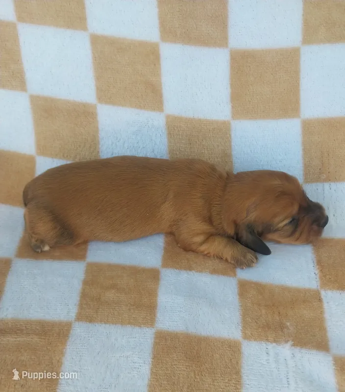 Oakly, a female Miniature Dachshund for sale in Haines City, FL – 1 of 3