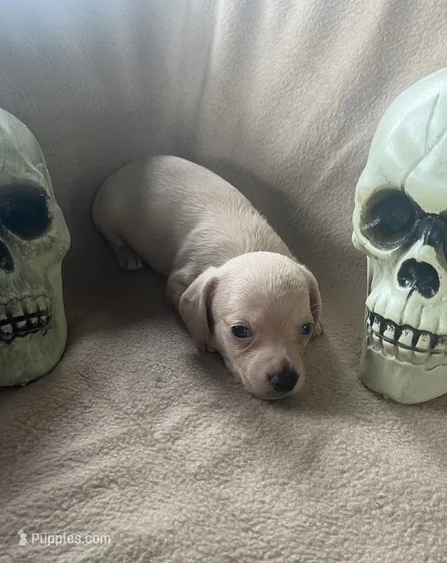 Jack – Miniature Dachshund puppy for sale in Haines City, FL