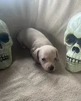 Jack, a male Miniature Dachshund for sale in Haines City, FL – 1 of 3