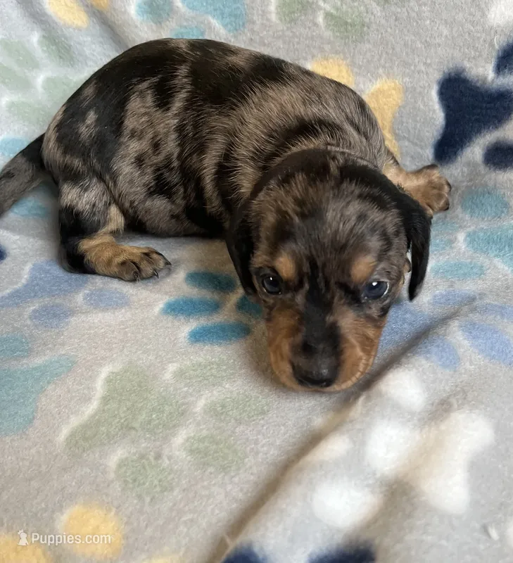 Luna – Miniature Dachshund puppy for sale in Haines City, FL