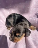 Autumn , a female Dachshund and Miniature Dachshund for sale in Haines City, FL – 2 of 3