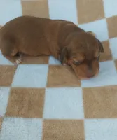Koda, a male Miniature Dachshund for sale in Haines City, FL – 1 of 3