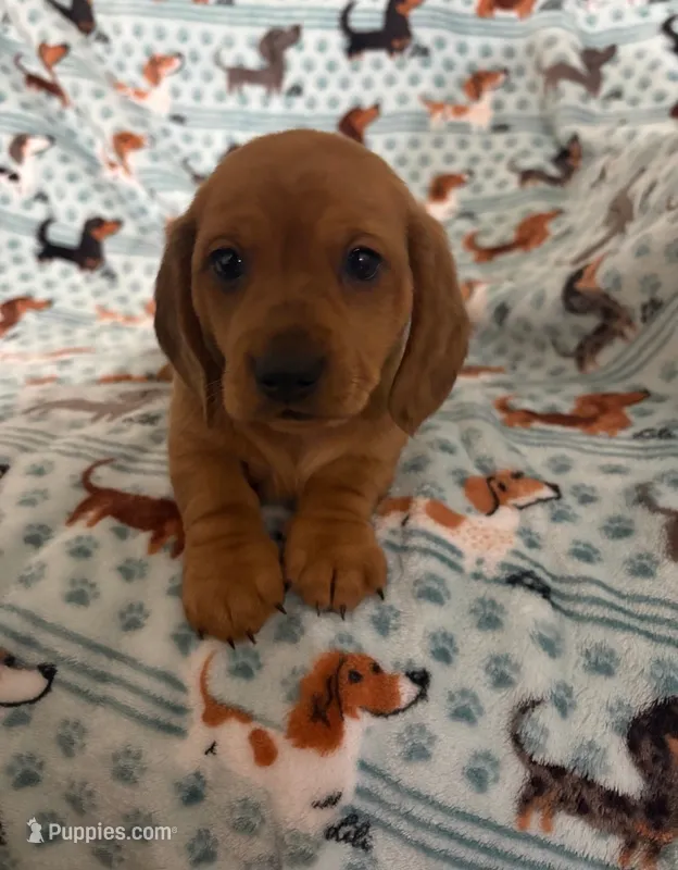 Millie – Miniature Dachshund puppy for sale in Haines City, FL