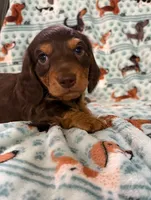 Milo, a male Miniature Dachshund for sale in Haines City, FL – 2 of 2