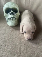 Skelly , a male Miniature Dachshund for sale in Haines City, FL – 2 of 2