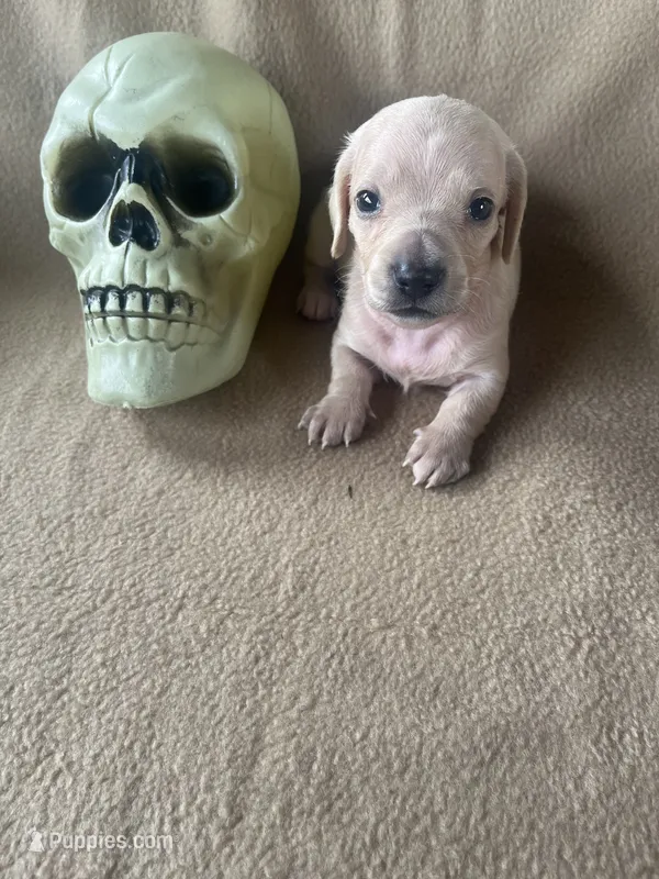 Hocus pocus  – Miniature Dachshund puppy for sale in Haines City, FL