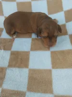 Koda, a male Miniature Dachshund for sale in Haines City, FL – 3 of 3