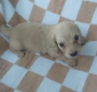 Dexter , a male Miniature Dachshund for sale in Haines City, FL – Photo 1 of 3