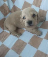 Dexter , a male Miniature Dachshund for sale in Haines City, FL – Photo 2 of 3
