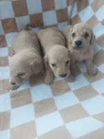 Dexter , a male Miniature Dachshund for sale in Haines City, FL – Photo 3 of 3