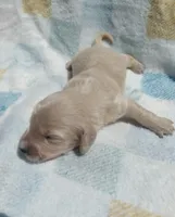 Peter, a male Miniature Dachshund for sale in Haines City, FL – Photo 2 of 3