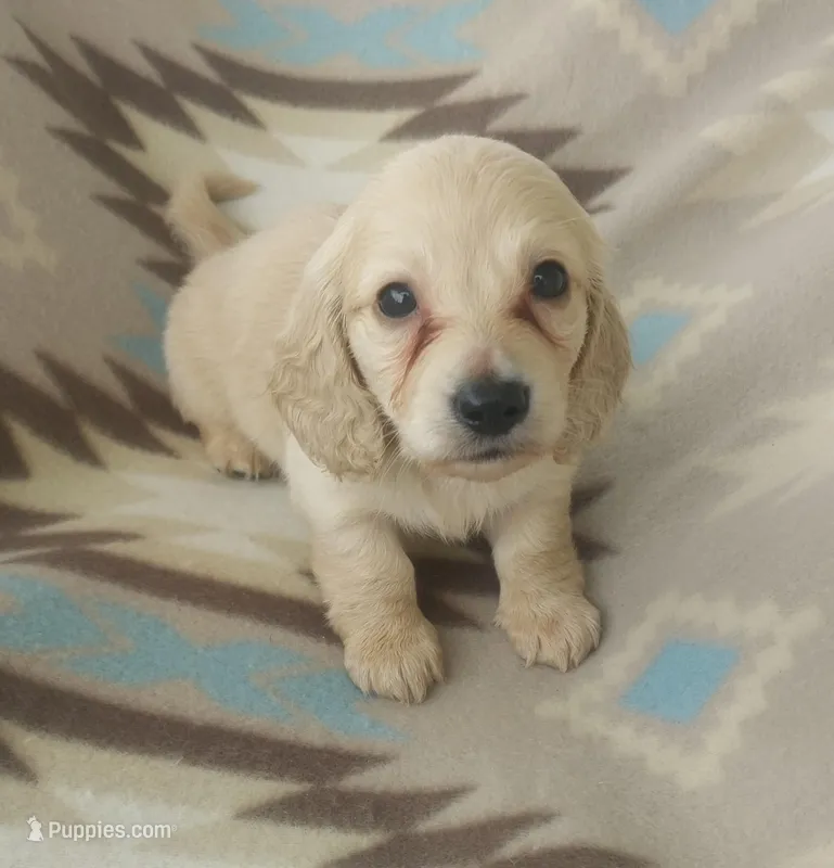 Peter – Miniature Dachshund puppy for sale in Haines City, FL