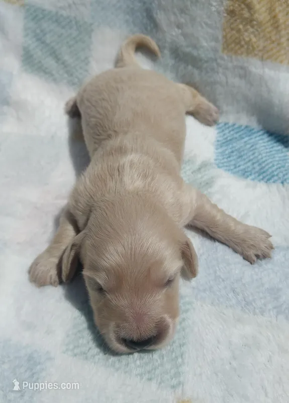 Peter – Miniature Dachshund puppy for sale in Haines City, FL