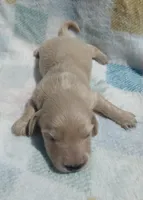 Peter, a male Miniature Dachshund for sale in Haines City, FL – Photo 3 of 3