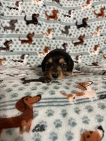 Binx, a male Dachshund and Miniature Dachshund for sale in Haines City, FL – 2 of 2