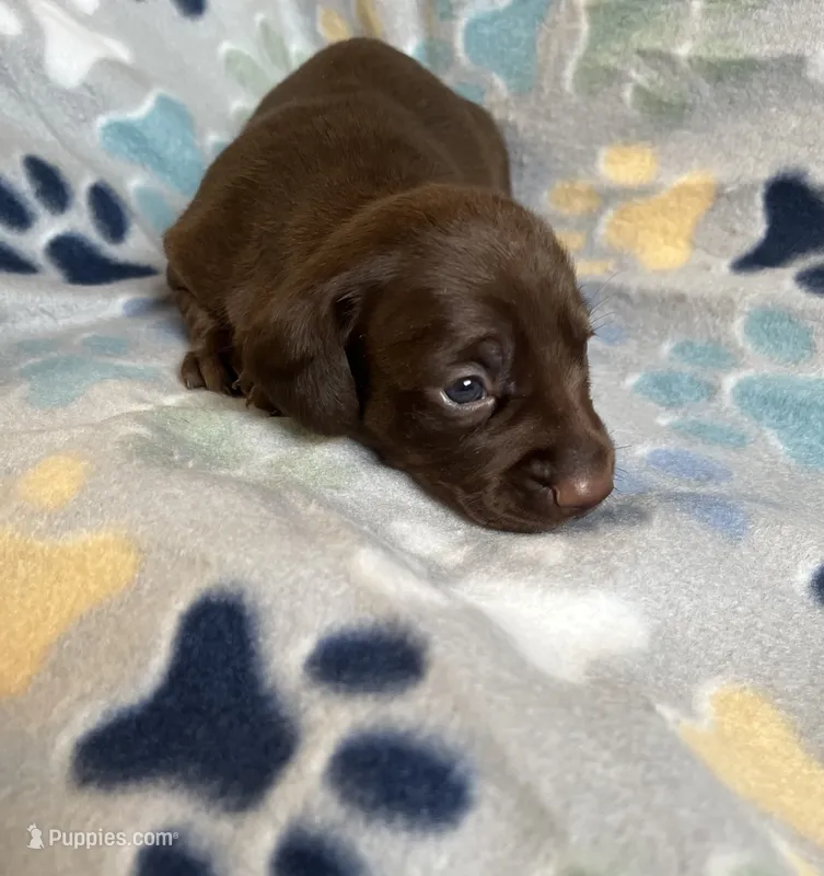Autumn  – Miniature Dachshund puppy for sale in Haines City, FL