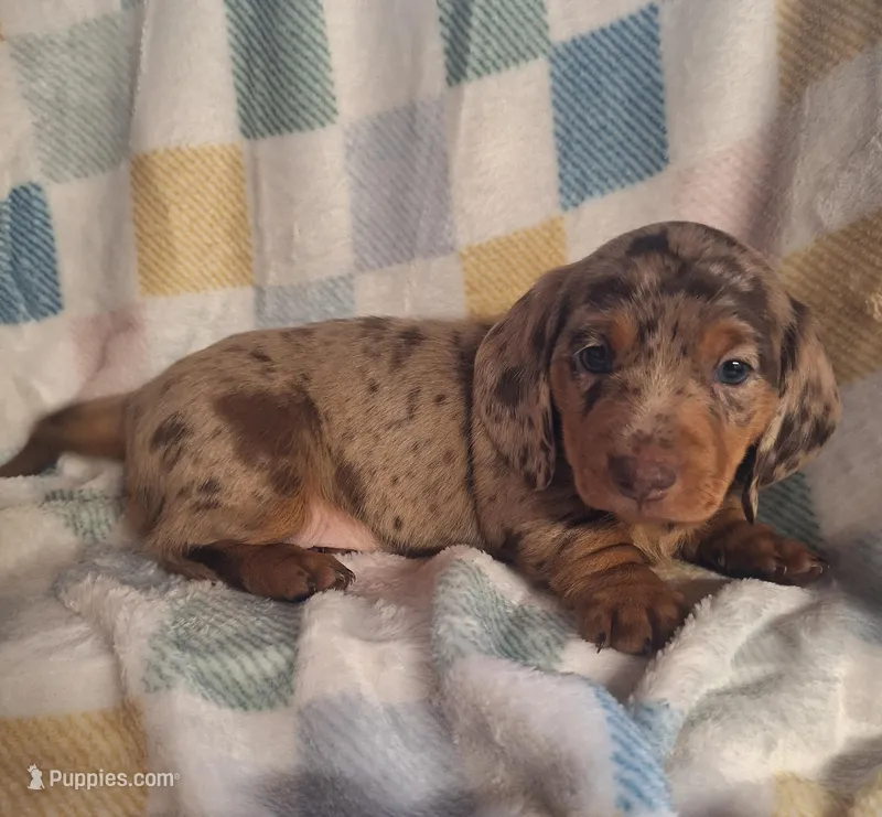 zero, a male Miniature Dachshund for sale in Haines City, FL – Photo 1 of 2
