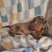 zero, a male Miniature Dachshund for sale in Haines City, FL – Photo 2 of 2