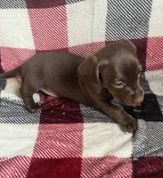 Autumn, a female Dachshund and Miniature Dachshund for sale in Haines City, FL – 3 of 3