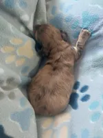 Jack, a male Miniature Dachshund for sale in Haines City, FL – Photo 2 of 4