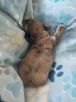 Jack, a male Miniature Dachshund for sale in Haines City, FL – Photo 4 of 4