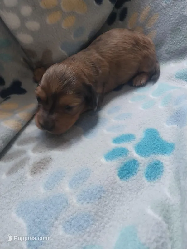Jack – Miniature Dachshund puppy for sale in Haines City, FL