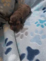 Jack, a male Miniature Dachshund for sale in Haines City, FL – Photo 3 of 4