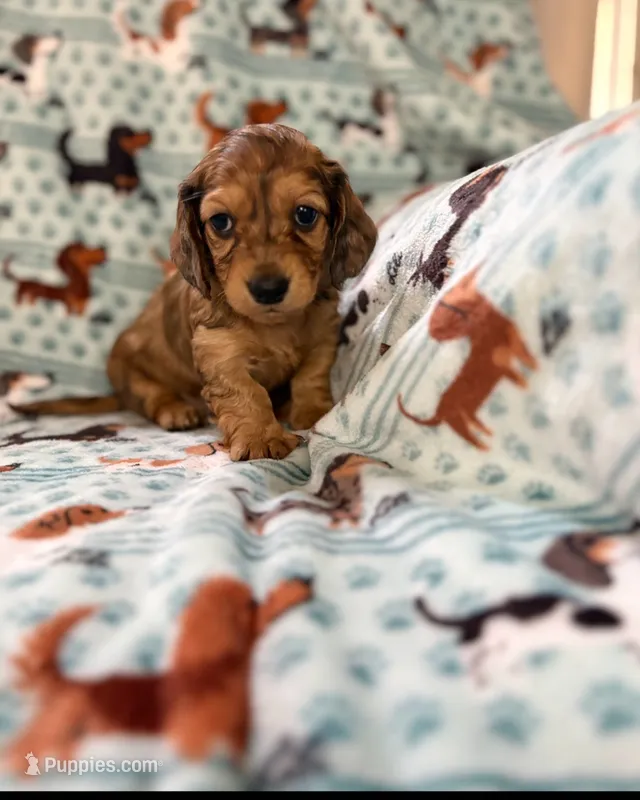 Chiko – Miniature Dachshund puppy for sale in Haines City, FL