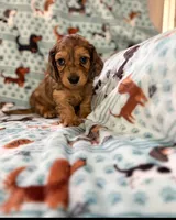 Chiko, a male Miniature Dachshund for sale in Haines City, FL – 1 of 2