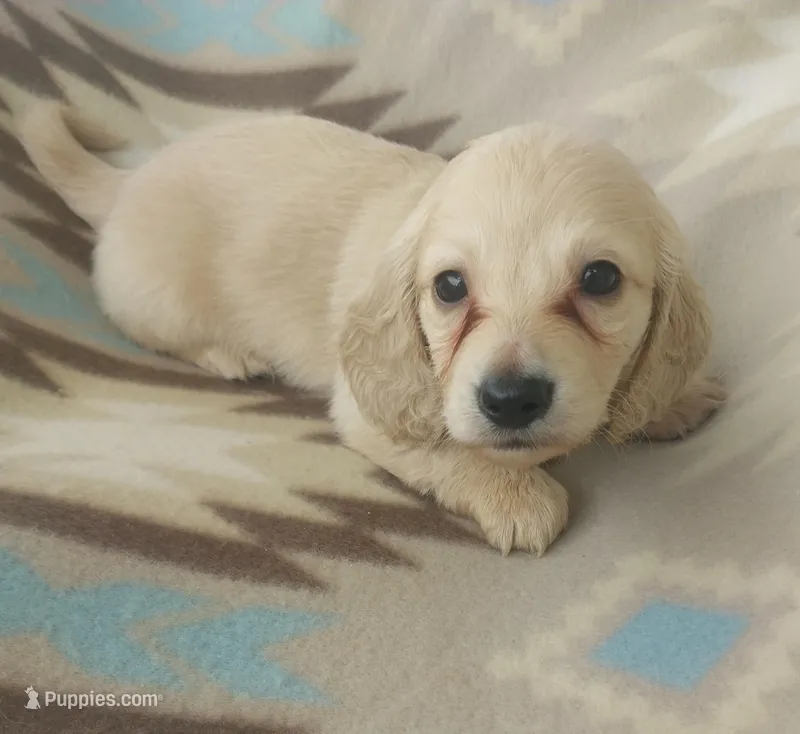 Peep – Miniature Dachshund puppy for sale in Haines City, FL