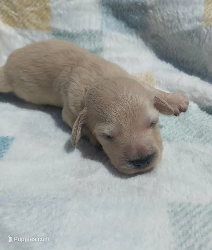 Peep – Miniature Dachshund puppy for sale in Haines City, FL