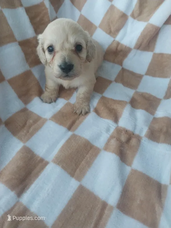 Peep – Miniature Dachshund puppy for sale in Haines City, FL