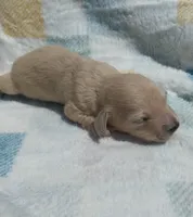 Peep, a male Miniature Dachshund for sale in Haines City, FL – Photo 3 of 3